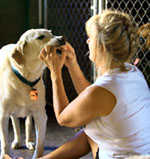 napa dog kennel